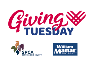 Giving Tuesday William Mattar and SPCA