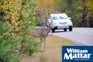 deer crossing road in front of a car